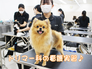 トリマー科も看護実習☆